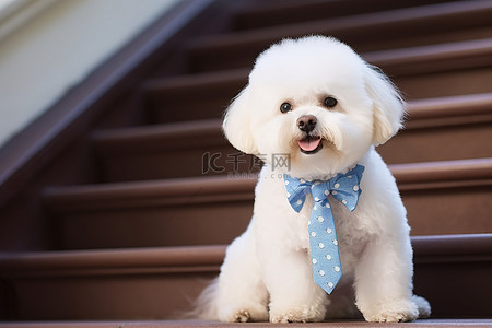坐在楼梯背景图片_一只戴着蓝色领带的白狗坐在楼梯上
