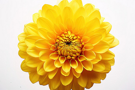 菊花花瓣一朵背景图片_拍摄到一朵黄色的花