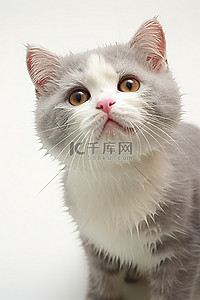 猫猫脸背景图片_一只脸指向各个方向的小猫