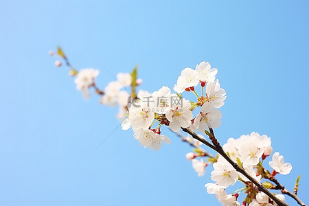 新鲜樱桃背景图片_新鲜的樱桃 樱花花朵 樱花花朵 樱桃树 白色羽毛