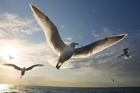 雄性背景图片_雄性海鸥群 海鸥飞过海洋