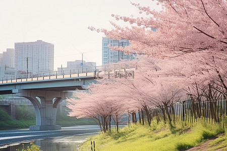 公园樱花背景图片_高架桥旁草地上的樱花