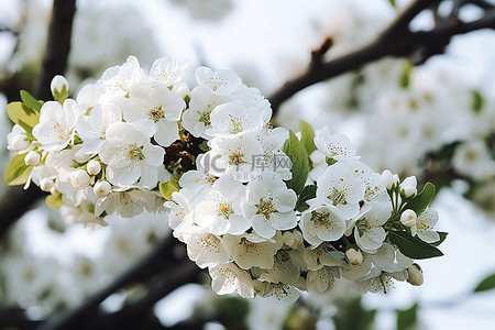 盛开的花背景图片_树上长着白色的花