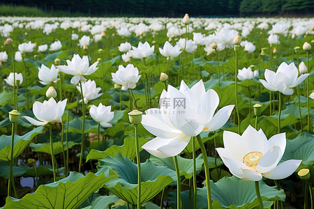 花背景图片_田野里盛开着许多白莲花