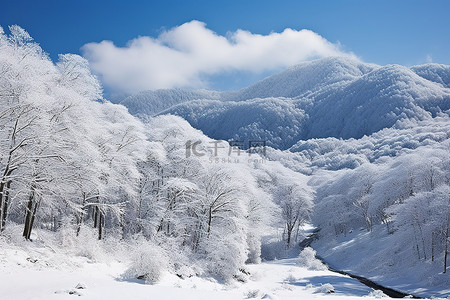 有树木和一些山脉的冰雪覆盖的场景