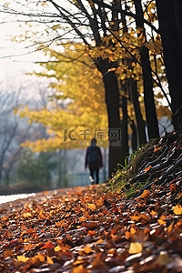 小枫叶背景图片_一个人走在铺满秋叶的小路上