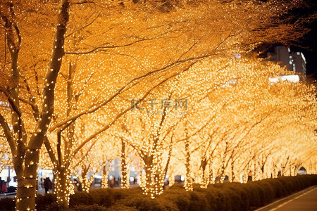 发光的圣诞树背景图片_晚上有一堆发光的树