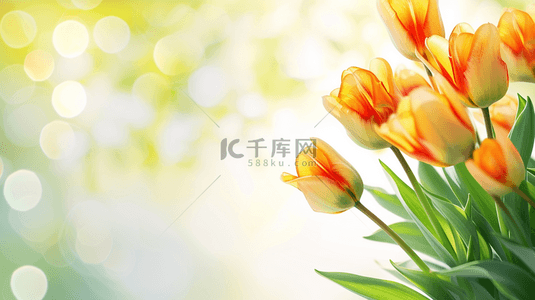阳光草坪背景图片_春天里户外阳光下草坪上花朵开放的背景13