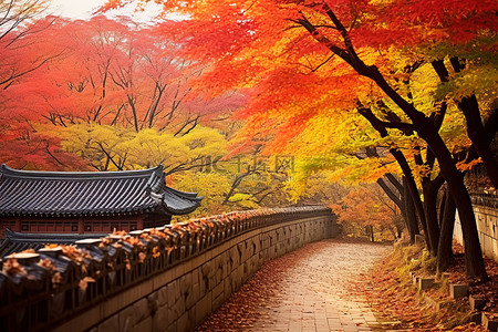 韩国 秋天的落叶 秋天的路
