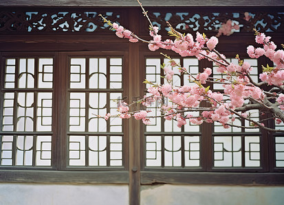 红梅背景图片_建筑物中的一朵粉红色花朵和一扇木窗