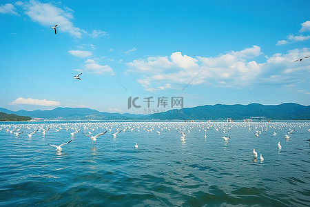 海鸥背景图片_海鸥聚集在一大片水域中