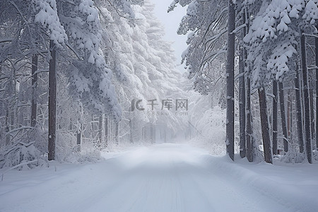 一条被树木包围的雪覆盖的道路