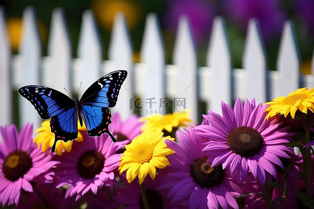 背景中的紫色花朵，白色栅栏和黑色和蓝色蝴蝶