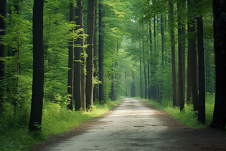 树林路背景图片_穿过树林的土路被树木覆盖