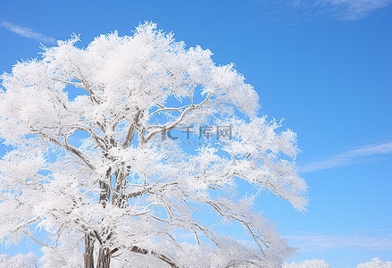 树雪背景图片_蓝天白雪覆盖的树