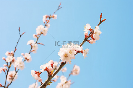 春天的杏花在蓝天的映衬下