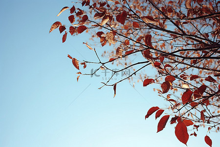 秋天的蓝天背后是一片蓝天，树枝光秃秃的，一架飞机在天上飞翔