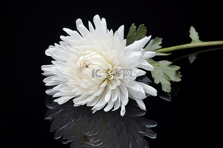 黑色菊花背景图片_黑色背景中的白色菊花