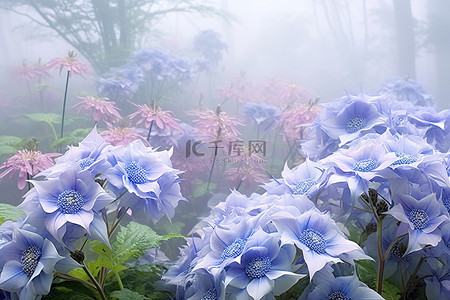 鲜花紫色背景图片_雾中的一束紫色鲜花