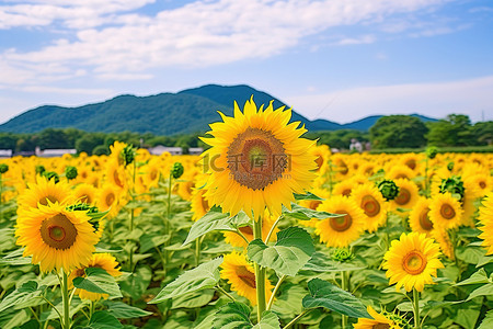 夏天的稻田背景图片_日本 伊豆 伊豆 朴仁 向日葵田