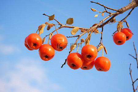 秋天树枝背景图片_树枝上的橙色苹果与蓝天浆果树枝树