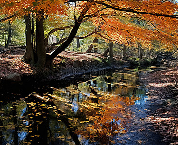 背景中有树木和树叶的小溪
