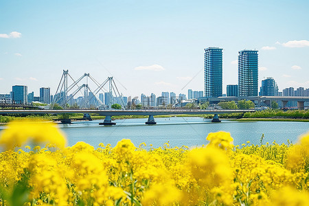 花桥背景图片_河中间的黄色花朵，背景是河桥
