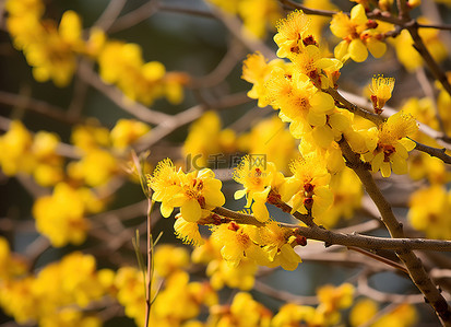 照片 黄色 花 树