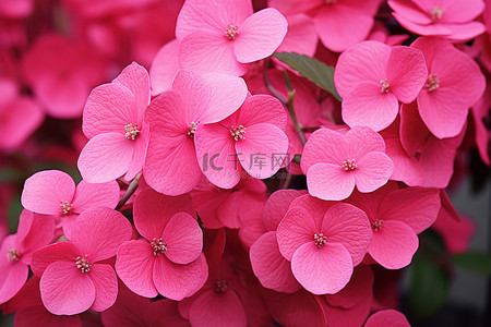 藤蔓免抠背景图片_长在藤蔓上的粉红色花朵