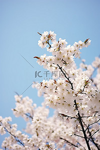 粉色，樱花背景图片_蓝天一棵树上的花朵