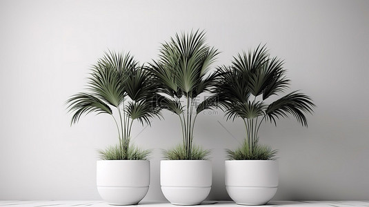 白背景上孤立的花背景图片_白盆，三棵绿色棕榈树，在白色背景上进行 3D 渲染，用于室内植物