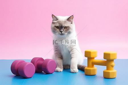 一只猫拿着水和哑铃坐在粉红色的垫子上