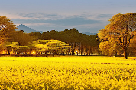 新的背景图片_一片草地，后面有树，泛着黄色的光