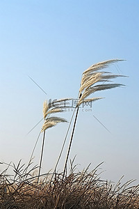 风车背景图片_风车上有两根又高又多刺的草