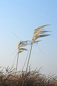 又又又背景图片_风车上有两根又高又多刺的草