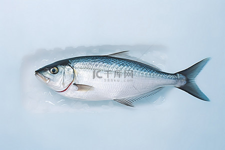 冰上嬉戏背景图片_一条白色的鱼站在碗里的冰上
