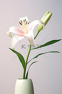 白百合花瓶里有一朵白花