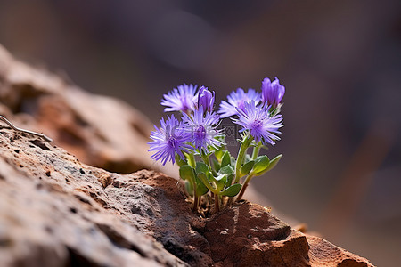 岩石上的花背景图片_棕色岩石上的紫色花朵