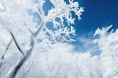 积雪覆盖的树木，背景是蓝天