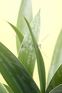 绿色植物的特写照片