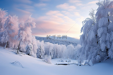 显示积雪覆盖的树木和雪的冬季场景