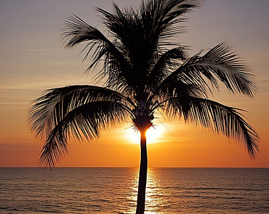夏威夷海滩背景图片_海滩上棕榈树上的夕阳剪影