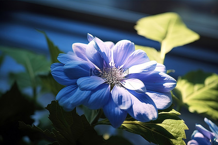 人与植物背景图片_阳光下的蓝色花朵与叶子和其他花朵一起显示