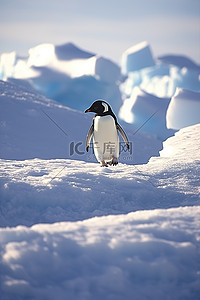 一只企鹅在南极洲的雪地上行走拉丁语
