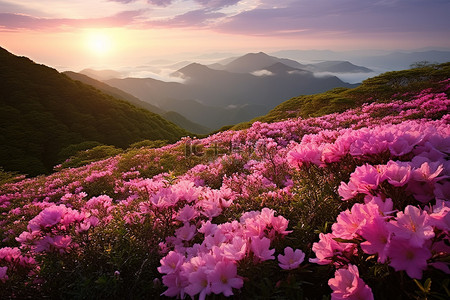 旅行粉色背景图片_夕阳下山上的粉色花朵