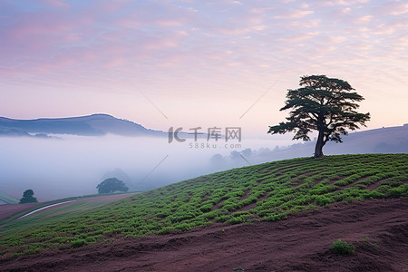 农业手机端背景图片_山顶上的一棵孤树，可以俯瞰
