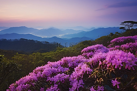 杜鹃花在韩国的夜空中绽放