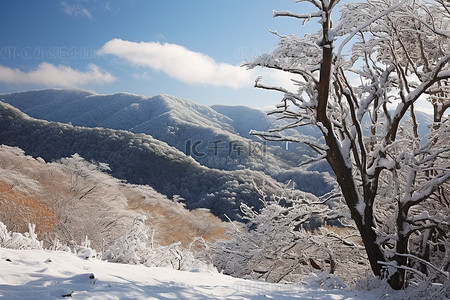 树枝雪雪背景图片_山坡上的树枝被雪覆盖