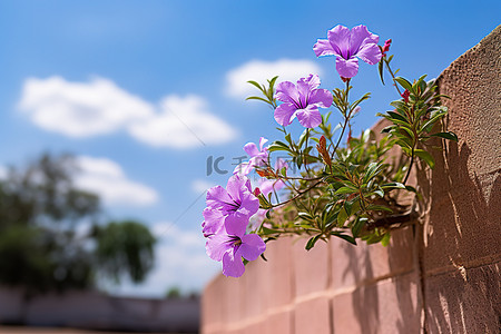 砖墙上的紫色花
