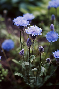 蓝色的花背景图片_一朵蓝色的花在花园里盛开
